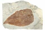 Fossil Leaf (Beringiaphyllum) - Montana #190453-1